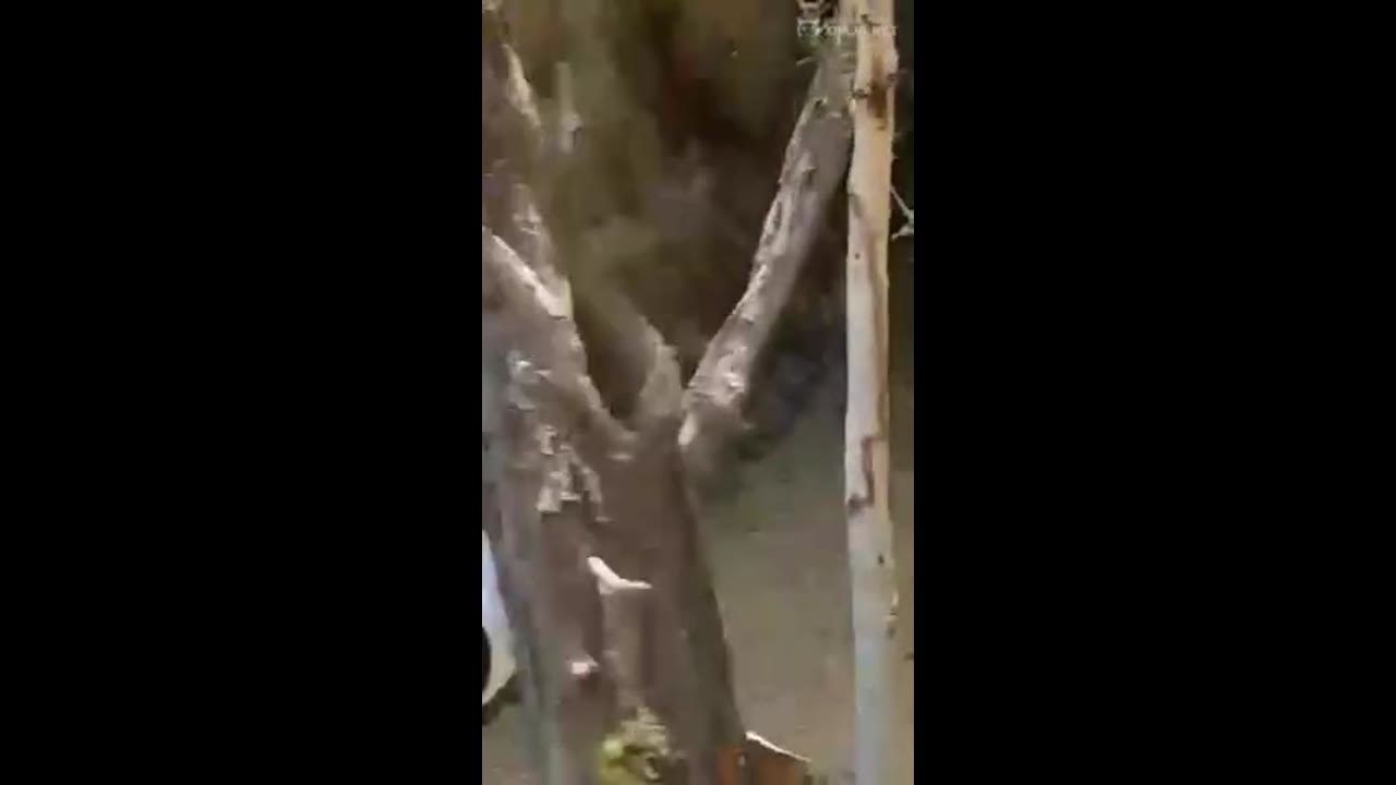 Pareja de estudiantes mayores de edad culean en el bosque –